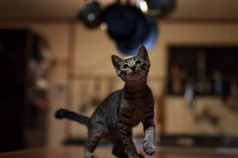 Cat – ATSUYUKI OHSHIMA